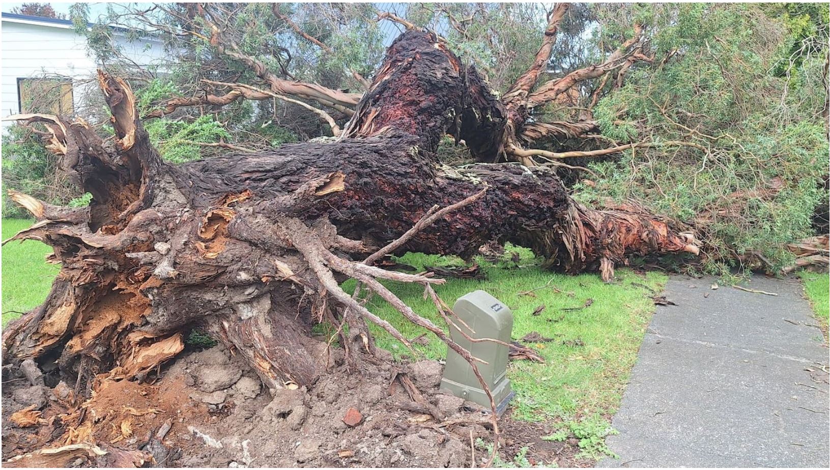 A fallen tree next to Mangapapa Church near the corner of Ormond Rd and Atkinson St. Photo / Chris Taewa
